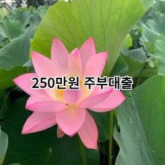 250만원주부대출 급전 당일 소액 일수 월변