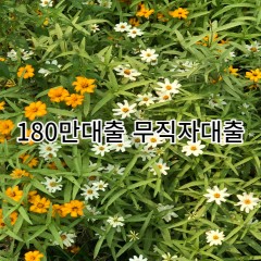 180만원무직자대출 급전 당일 소액 일수 월변