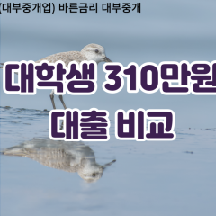 대학생 월변310만원대출 소액310만원대출 개인돈310만원 비대면310만원