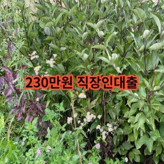 230만원 직장인대출 급전 당일 소액 일수 월변